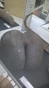 C'est le "coco fesses": considéré comme la plus grosse graine au monde (jusqu'à 20kg)...elle est issue du cocotier de mer, un palmier des Seychelles.